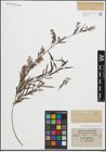 Foto von Salix humboldtiana Willd.